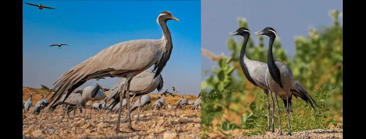BIRD WATCHING TOUR