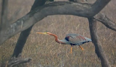 BIRD WATCHING TOUR