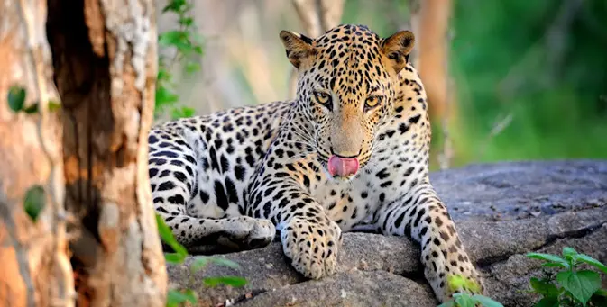 SRI LANKA TOUR ITINERARY -10 Nights / 11 Days