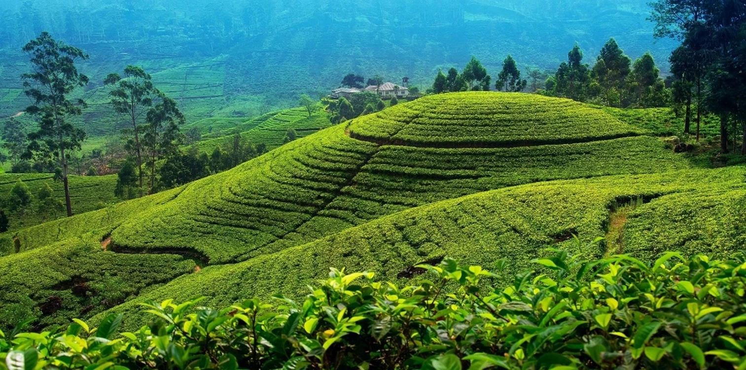 Sri Lanka Holiday Package  