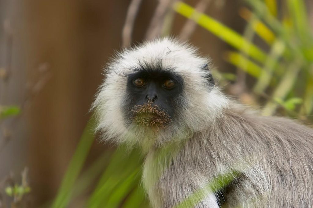 Grey Langur Kanha National Park