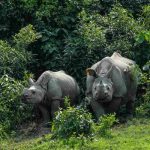 One-horned Rhinoceros Best Wildlife Destinations in India