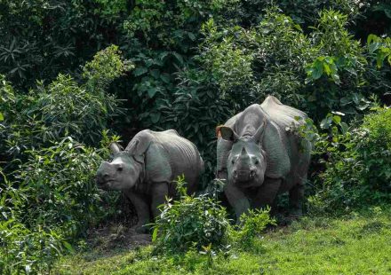 One-horned Rhinoceros Best Wildlife Destinations in India