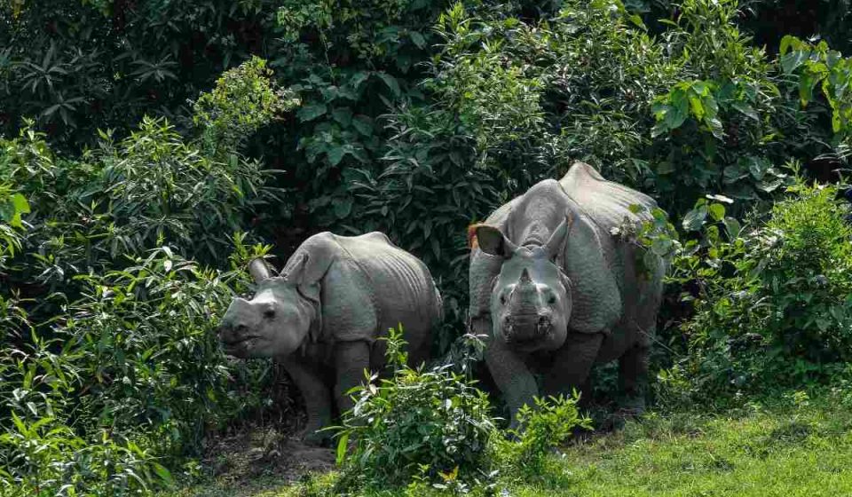 One-horned Rhinoceros Best Wildlife Destinations in India