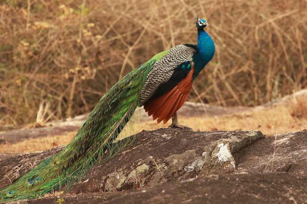 Peacock-bandipur National Park