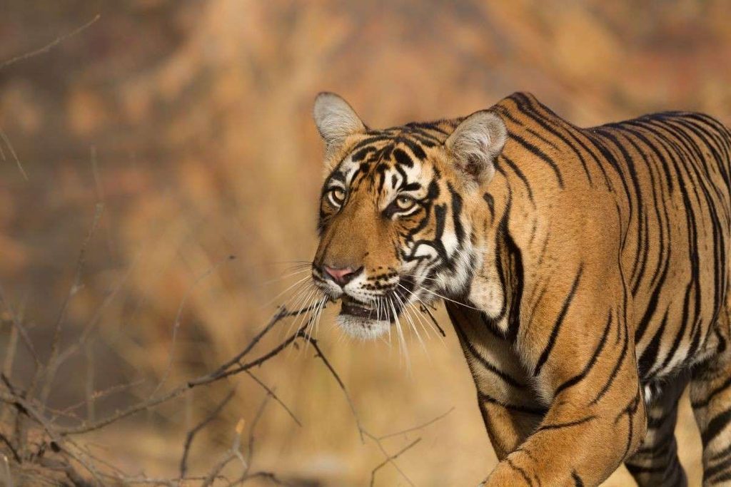 Tiger-ranthambore National Park